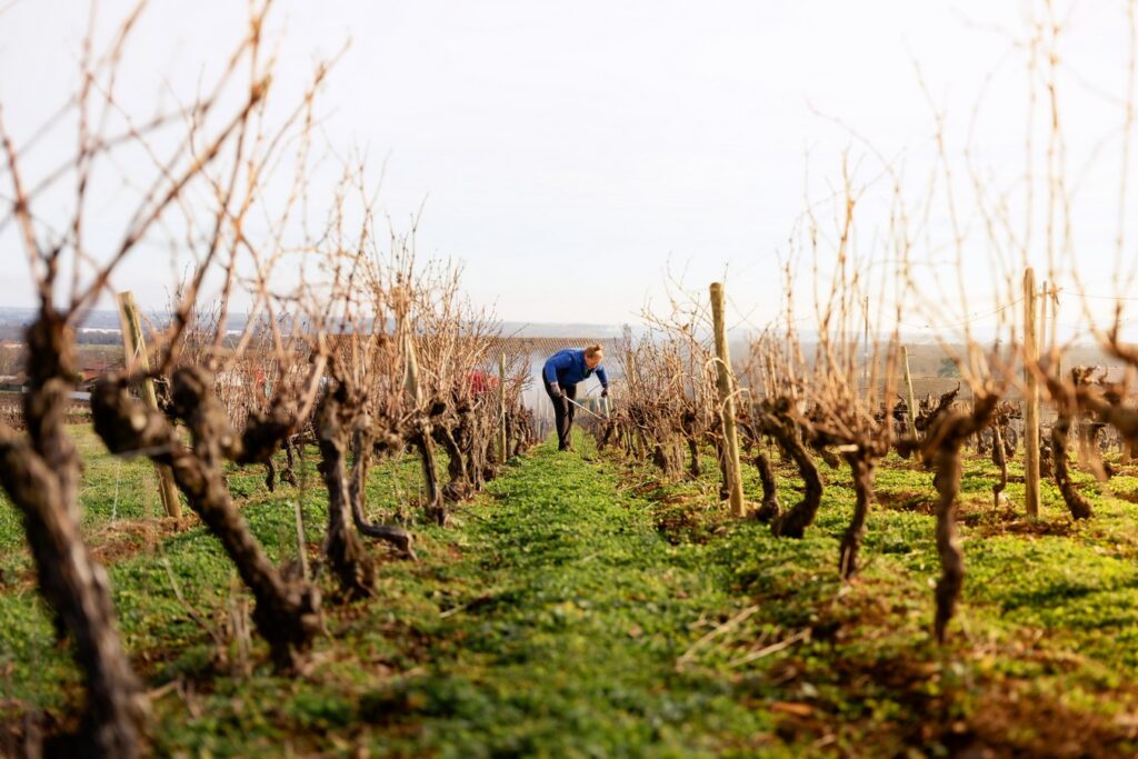 Photo des vignes du domaine de Monternot - Photographe Dijon
